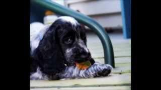 My Blue Roan English Cocker Spaniel growing up [upl. by Nannarb737]