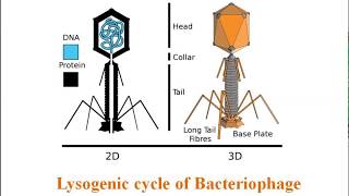 Lysogenic cycle of Bacteriophage [upl. by Ettena548]