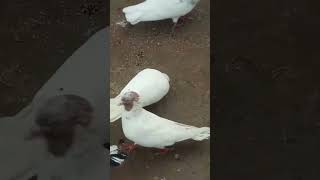 Kabutar masti me💫👿👿pigeon birds pigeonpigeon love whitepigeon [upl. by Menken58]