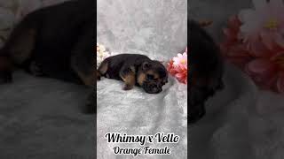 Vello amp Whimsys 2 Weeks Orange Collar Female [upl. by Anecuza363]