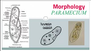 Paramecium caudatum Habitat amp Morphology part 1 external structure [upl. by Helbonnah899]