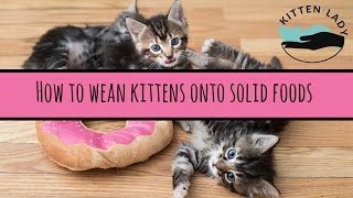 How to Wean Kittens [upl. by Everard953]