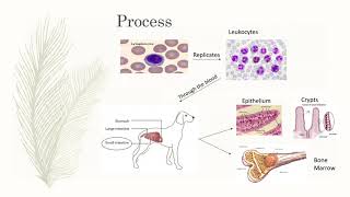 Parvovirus in Dogs [upl. by Sadnac951]