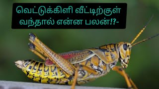 வெட்டுக்கிளி வீட்டிற்குள் வந்தால் என்ன பலன்  Vettukili vittirkku vanthal enna palan [upl. by Afinom]