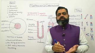 Structure of chromosomes Urdu Hindi medium profmasoodfuzail Morphology of Chromosome [upl. by Rojas]