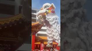 Kung Hei Fat Choy 2023  lion dance in brunei capital [upl. by Kylila985]