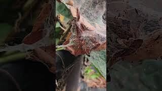 Fall means spiders wrightfamilyhomestead spider gardening autumn [upl. by Aitercul418]