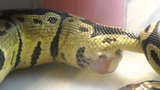 Pastel ball python laying eggs [upl. by Iseabal]