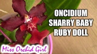 Oncidium Sharry Baby Ruby Doll  OMG a red chocolate orchid [upl. by Plank]