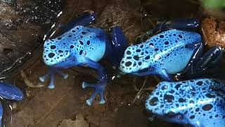 Azureus Dartfrogs male calling [upl. by Ihcelek430]