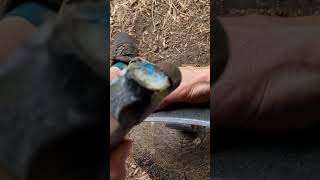 POV freehand peening a scythe blade using a bar peen anvil to really annoy the neighbours asmr [upl. by Aynwat]