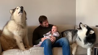 Howling Malamutes Sing To Baby Cutest Lullaby [upl. by Stuppy82]