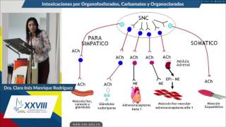 Intoxicaciones por Organofosforados Carbamatos y Organoclorados  Doctora Clara Inés Manrique R [upl. by Llechtim]