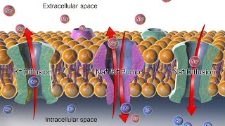 Action potentialRefractory periodGraded potential [upl. by Nwahsel234]