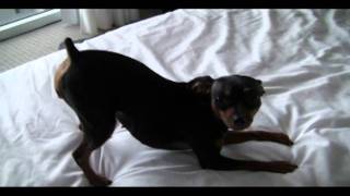 Funny Dancing amp Singing Miniature Pinscher Dog Watch quottill the end [upl. by Akined922]