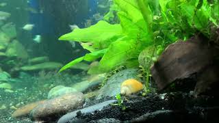 75 gallon Aquarium Congo tetras catfish and Electric Blue Acara [upl. by Nnaid907]