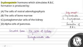 Erythropoietin hormone which stimulates RBC formation is produced by [upl. by Akienat]