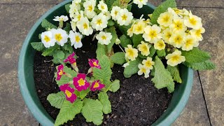 Planting primula polyanthus and primrose  spring  container flower gardening [upl. by Yaluz534]