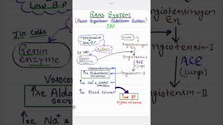 Renin Angiotensin Aldosterone System  RAAS Mechanism   High Blood Pressure [upl. by Nod632]