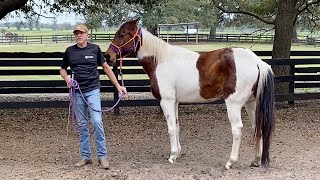 13yr old Rescue Horse has Never been Trimmed [upl. by Hamilton482]