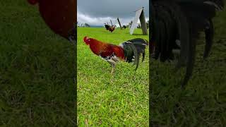 Beautiful Spangled Lacy Roundhead  Arl Gamefarm Arturo Lopez gamefowl gallosfinos rooster [upl. by Eillam]