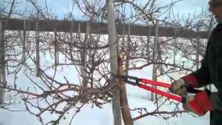 Pruning an Apple Tree with Steve Smith 2 [upl. by Ardnaskela]