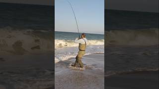 Surfcasting The Fall Run on Nantucket surf [upl. by Esiuolyram]