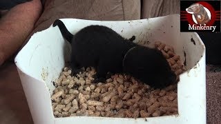 Baby Mink 5 Weeks Old And Litter Training Tips [upl. by Olney794]