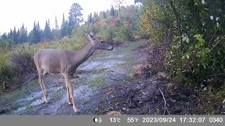 Tomahawk Trail Camera Sept 23 to Oct 15th 2023 [upl. by Rennane500]