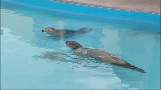 Natureland Seal Sanctuary Skegness visit 8 8 24 [upl. by Nnaytsirk]