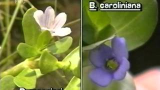 How to identify Bacopa [upl. by Mogerly]