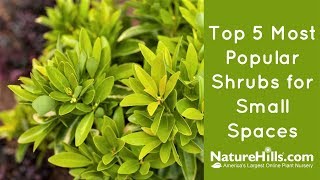 Top 5 Most Popular Shrubs for Small Spaces  NatureHillscom [upl. by Ahsilek]