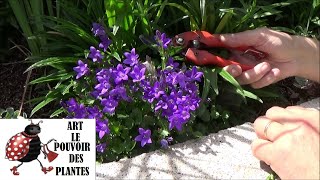 Tuto jardin Taille et entretien Campanule muralis Plante vivace [upl. by Searby152]