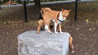 Basenji At The Dog Park [upl. by Artemla]