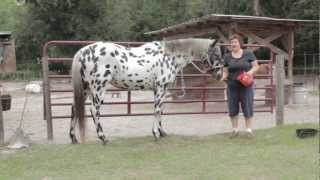 Hoof Abscess Cure Video Tutorial [upl. by Ahsieat]