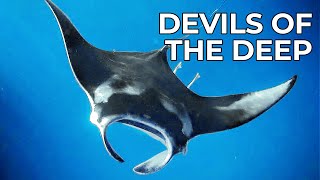 Inside the Secret World of the Manta Ray  Free Documentary Nature [upl. by Eioj482]