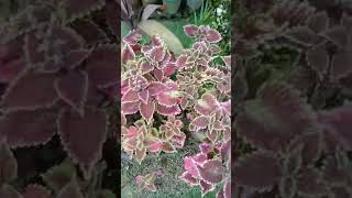 Mayana plant shortsvideo plants nature youtube [upl. by Mook]