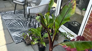 Growing 5 Banana Varieties In A UK Tropical Garden Hiniba Montbeliardii Maurelli Sikemensis Musa [upl. by Breh]