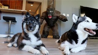 Huskies vs Scary Gorilla Prank Funny Dogs Kakoa amp Sky [upl. by Lorine499]