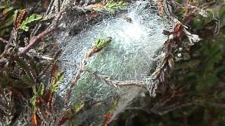 Emperor Moth larva spinning cocoon August 2016 [upl. by Carmon]