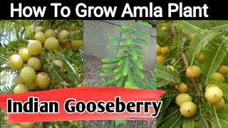 How To Grow Amla Plant  Indian Gooseberry  Grow Indian Gooseberry At Home  Love For Garden [upl. by Nnahs451]