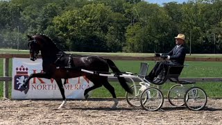 KWPNNA Harness Horse keuring at Wim Cazemier Equine Center IN Sept 1 amp 2 2023 [upl. by Eeresid]