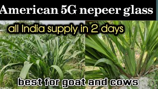 American 5g napiergrass all India delivered gotamalagrass 8184938564 american5g [upl. by Ojillib309]