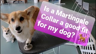 What is a Martingale collar  4 types [upl. by Kong]