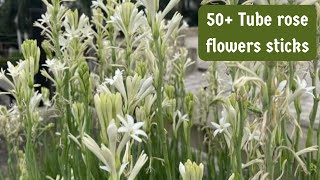 50 Tuberose flower sticks in pots  Rajnigandha Flowers [upl. by Oiril]