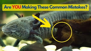 The ULTIMATE Guide to Axolotl Tank Water Maintenance  Everything You Need to Know [upl. by Delora347]