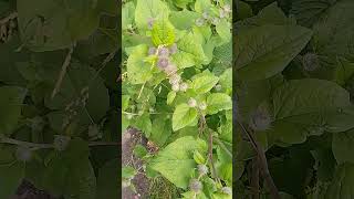 burdock plant I think confirmation appreciated Lancashire UK wild nature countryside outdoors [upl. by Auberta853]