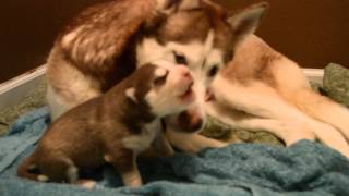 Adorable Husky puppy howling at 9 days old [upl. by Anorahs]