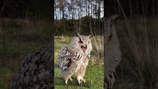 Owl VoiceOwl Videoowl owls [upl. by Emelita903]