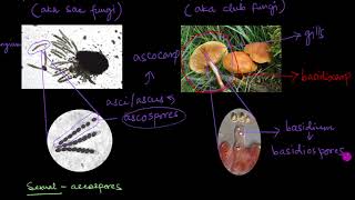 Classification of Fungi  Biological Classification  Biology  Khan Academy [upl. by Zollie]